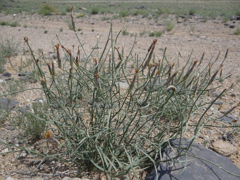 Takhtajaniantha pseudodivaricata photo 5