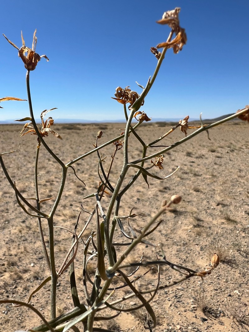 Takhtajaniantha pseudodivaricata photo 6
