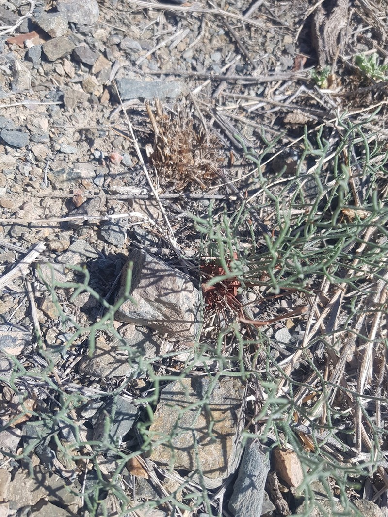 Takhtajaniantha pseudodivaricata photo 7