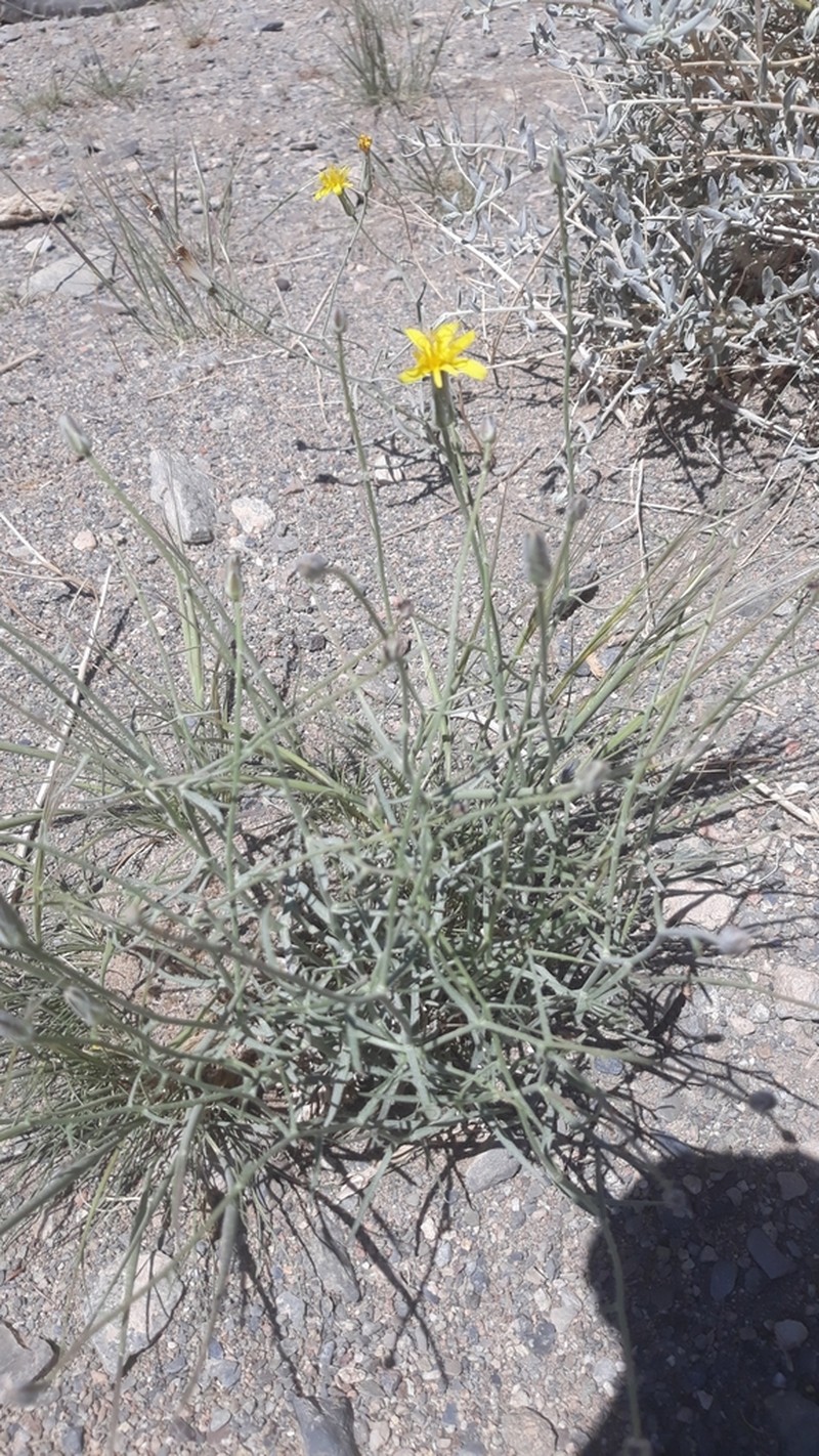 Takhtajaniantha pseudodivaricata photo 8