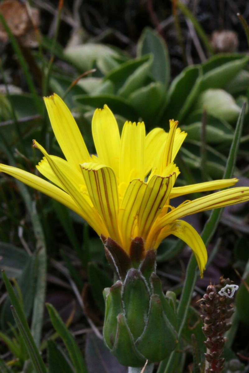 Takhtajaniantha subacaulis