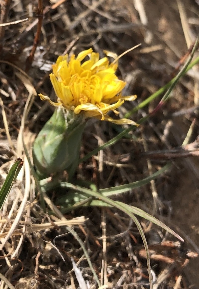 Takhtajaniantha subacaulis photo 2