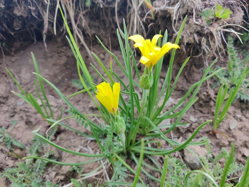 Takhtajaniantha subacaulis photo 3