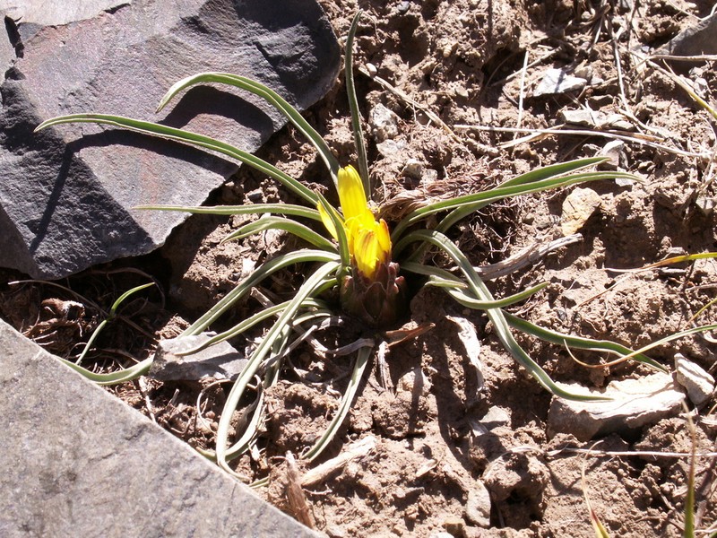 Takhtajaniantha subacaulis photo 4