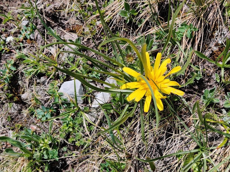 Takhtajaniantha subacaulis photo 5