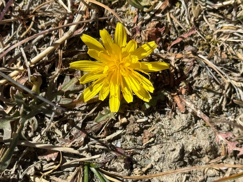 Takhtajaniantha subacaulis photo 7