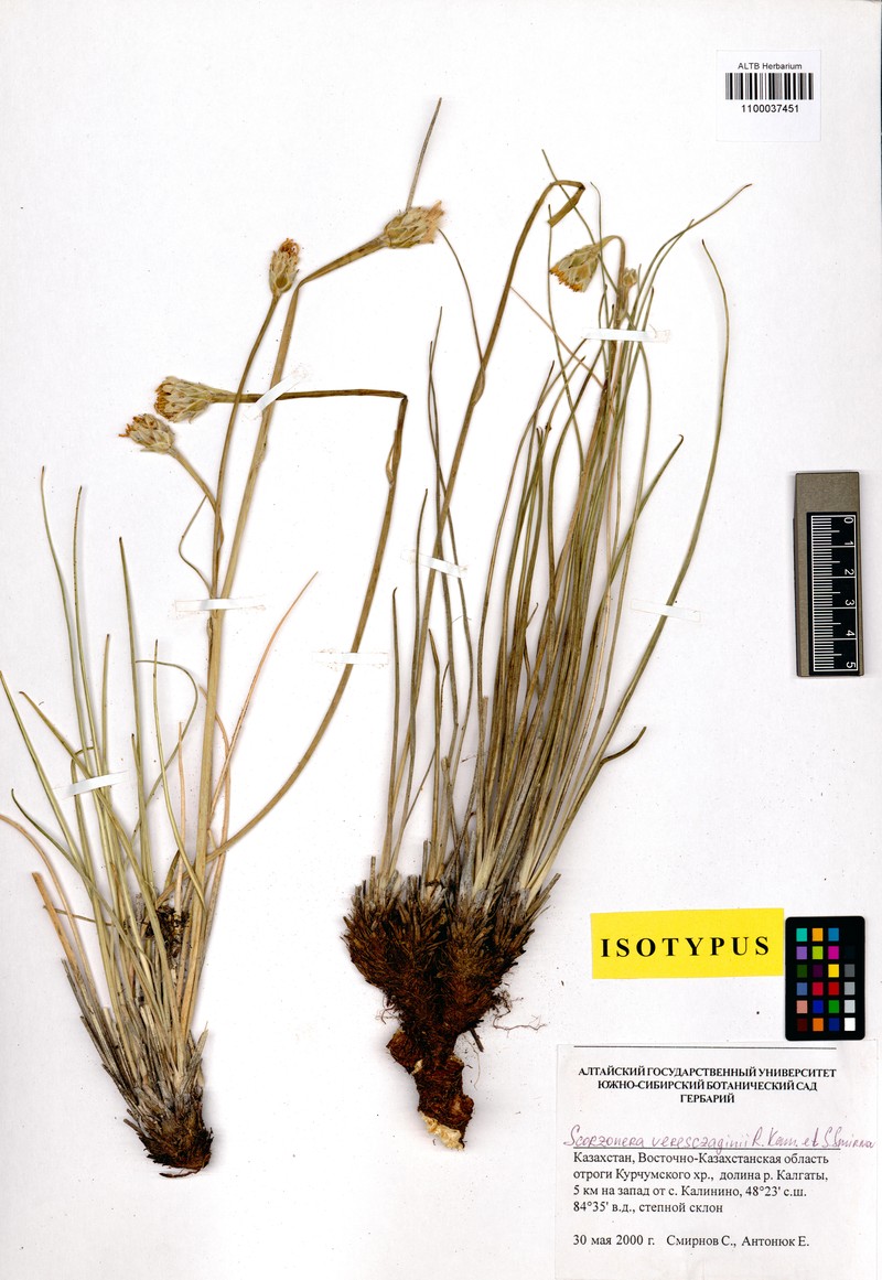 Takhtajaniantha veresczaginii photo 2