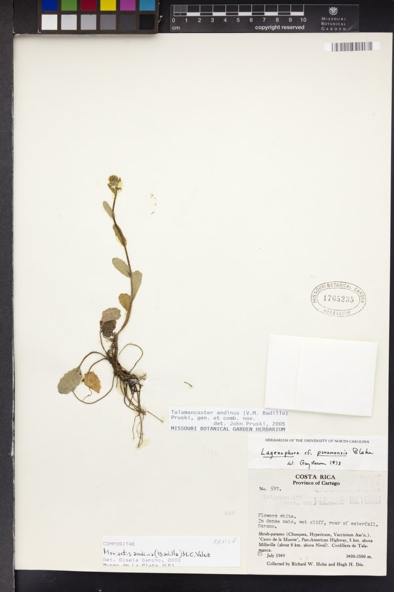 Talamancaster andinus