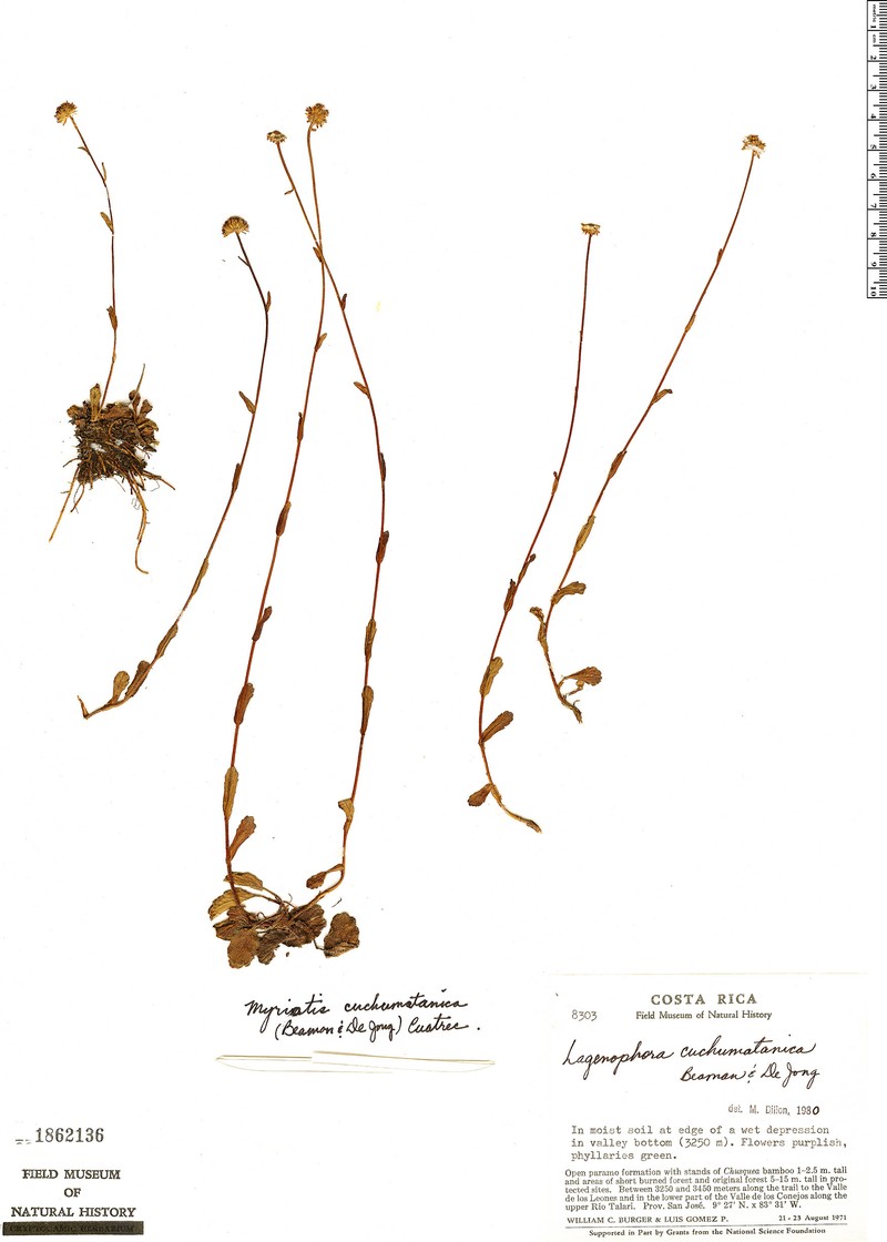 Talamancaster cuchumatanicus