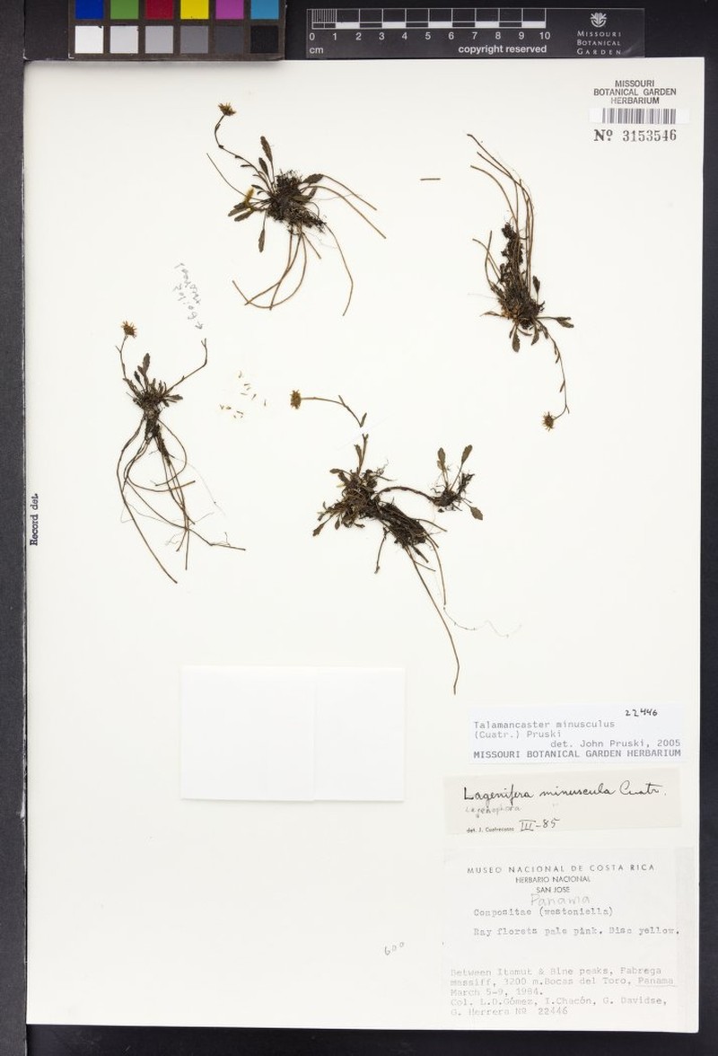 Talamancaster minusculus photo 3
