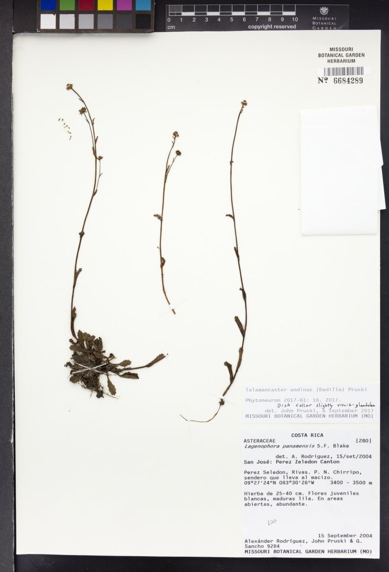 Talamancaster panamensis