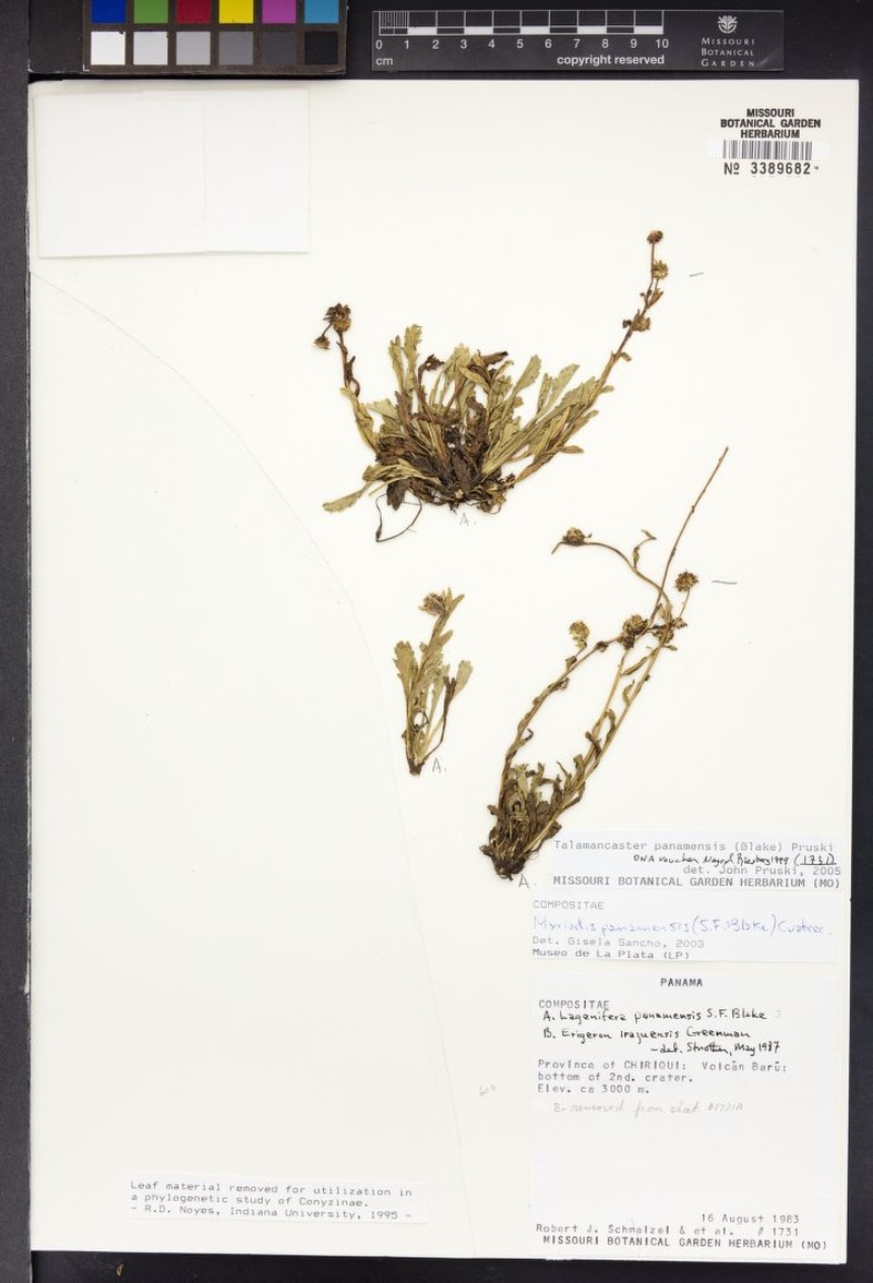 Talamancaster panamensis photo 2