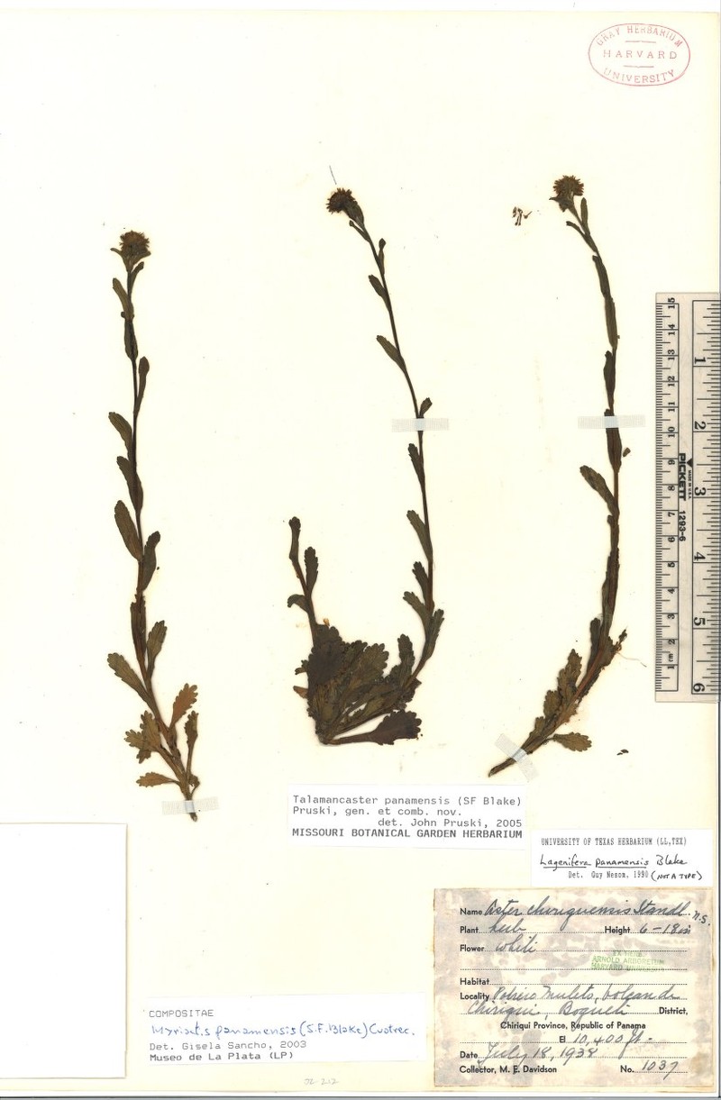 Talamancaster panamensis photo 3