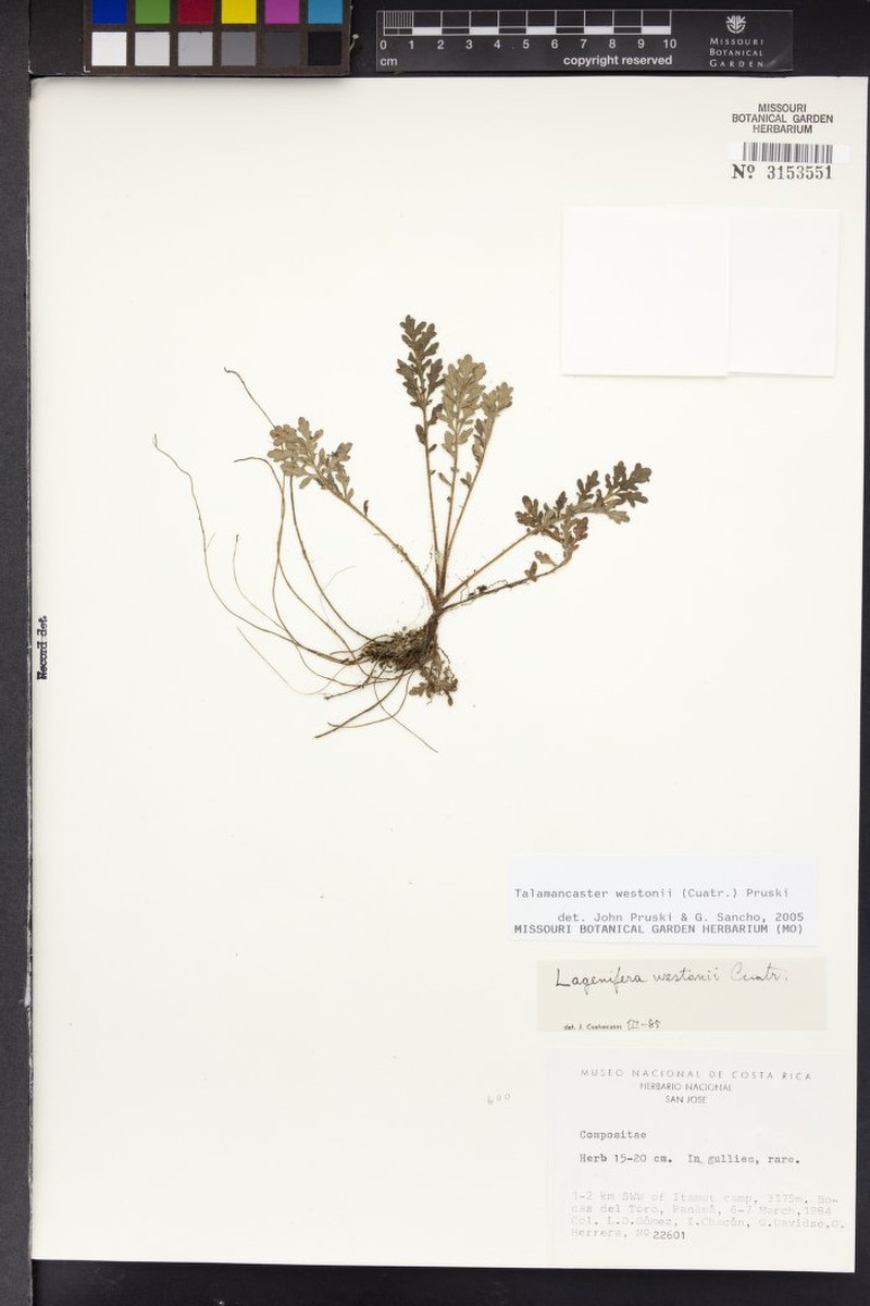 Talamancaster westonii photo 2