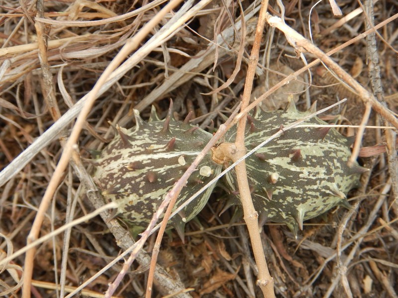 Talayotea caudata