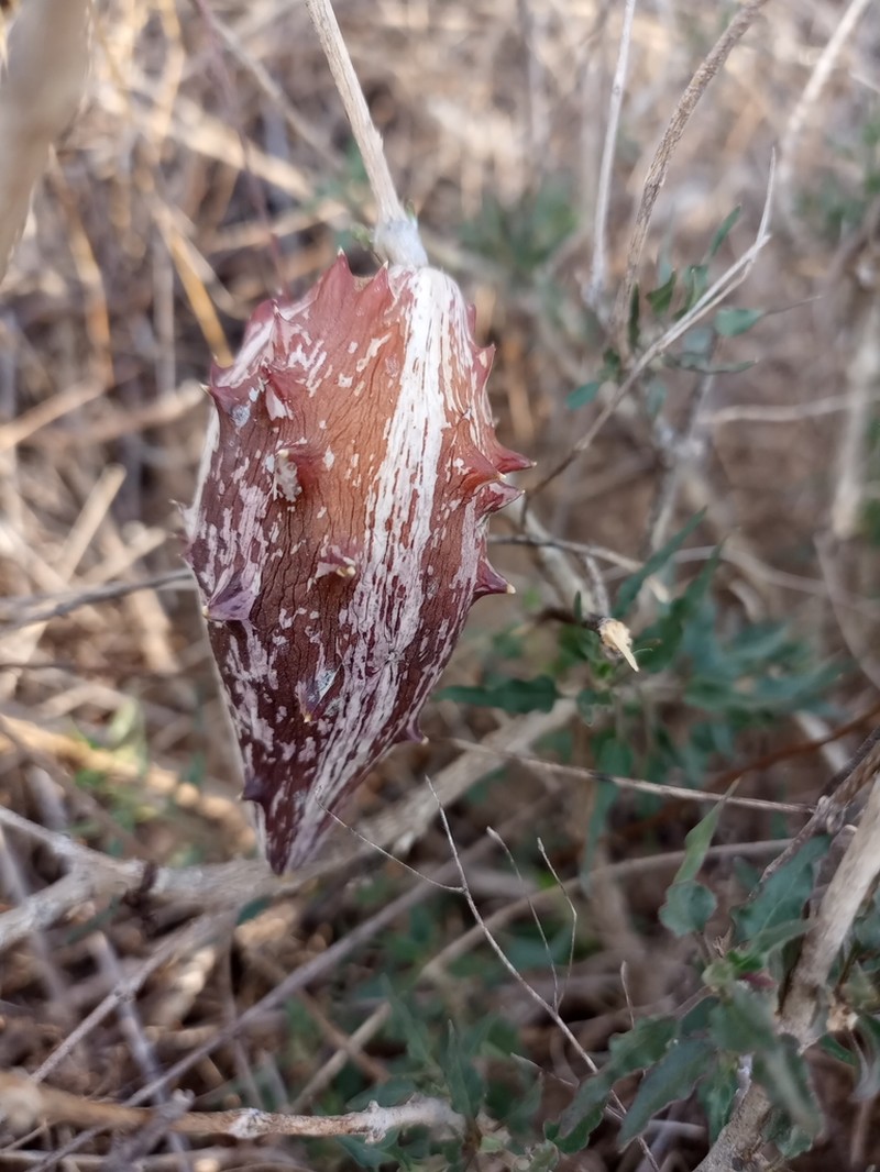 Talayotea caudata photo 2