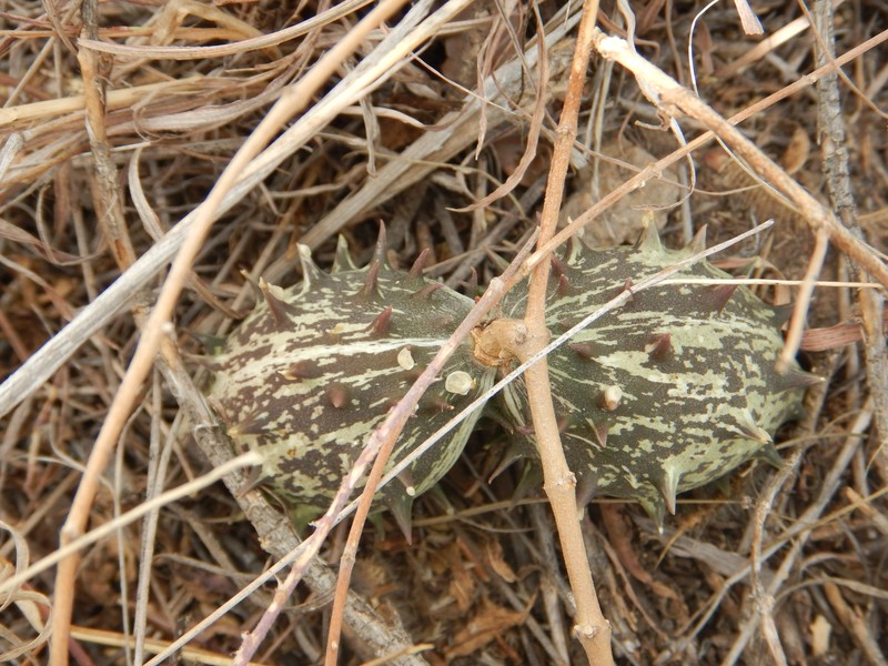 Talayotea caudata photo 5
