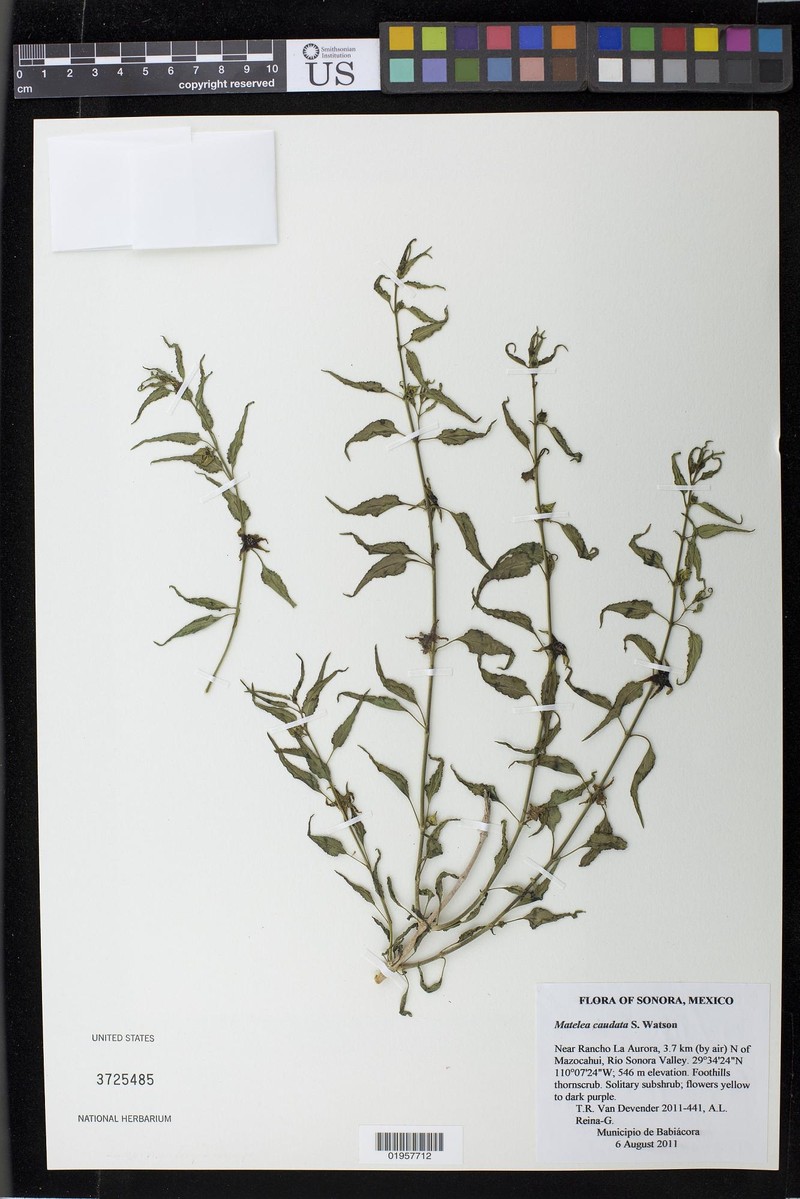 Talayotea caudata photo 6