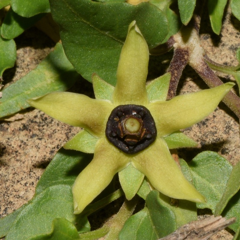 Talayotea trachyantha
