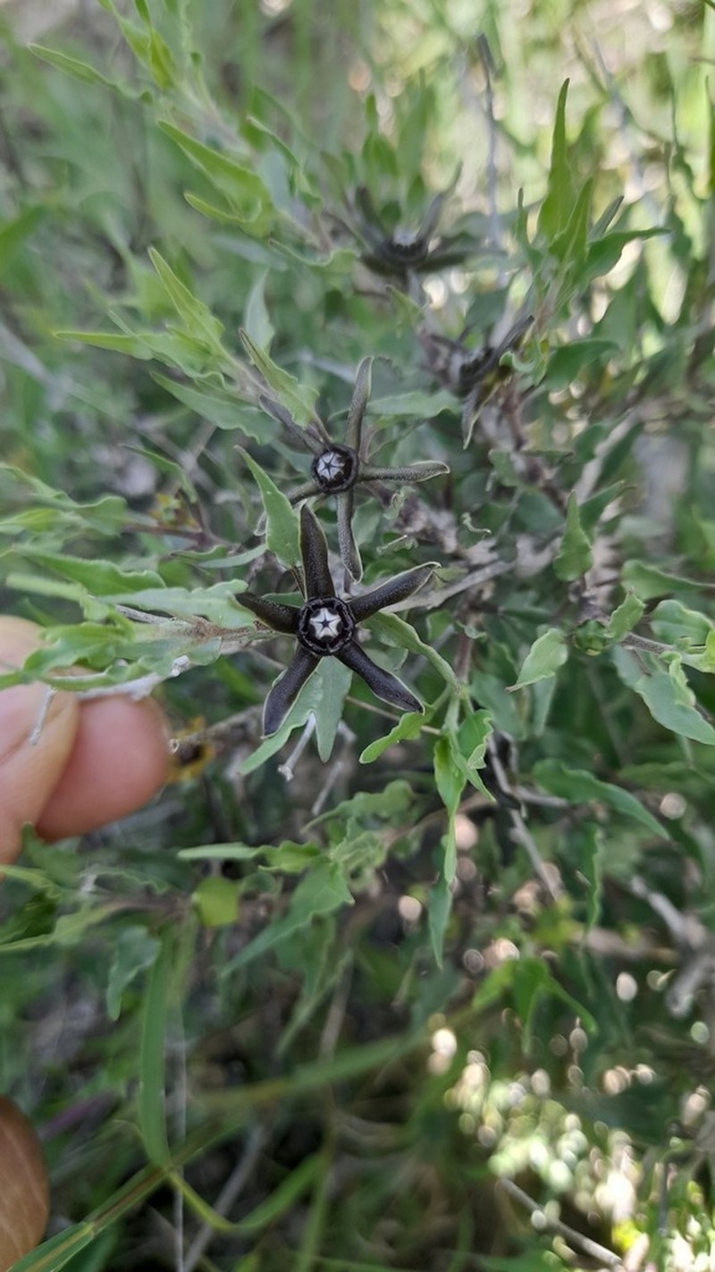 Talayotea trachyantha photo 2