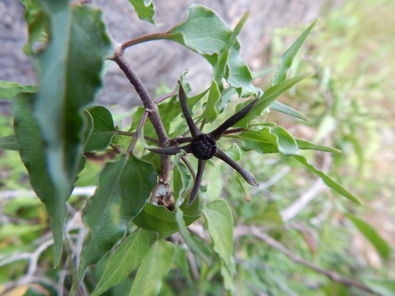 Talayotea trachyantha photo 3