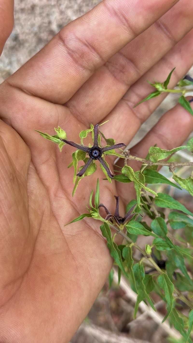 Talayotea trachyantha photo 4
