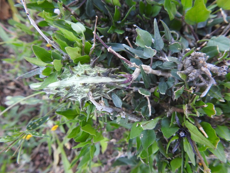 Talayotea trachyantha photo 5
