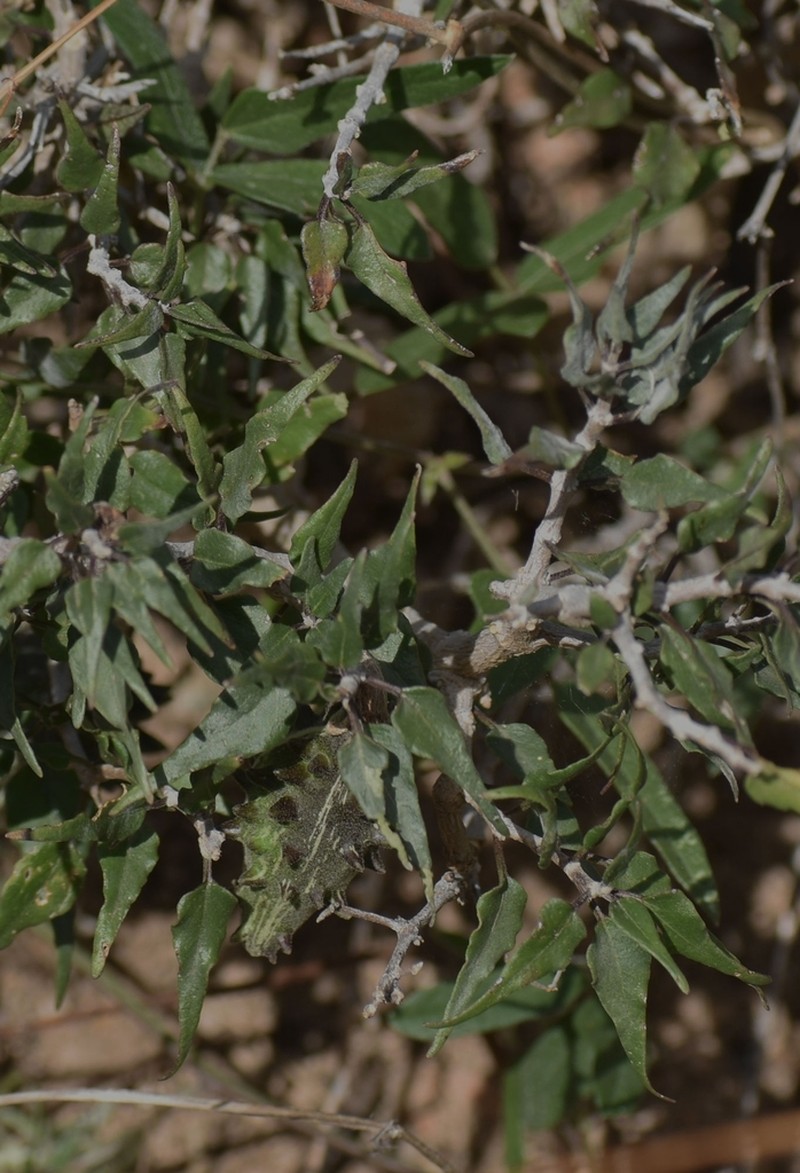 Talayotea trachyantha photo 6