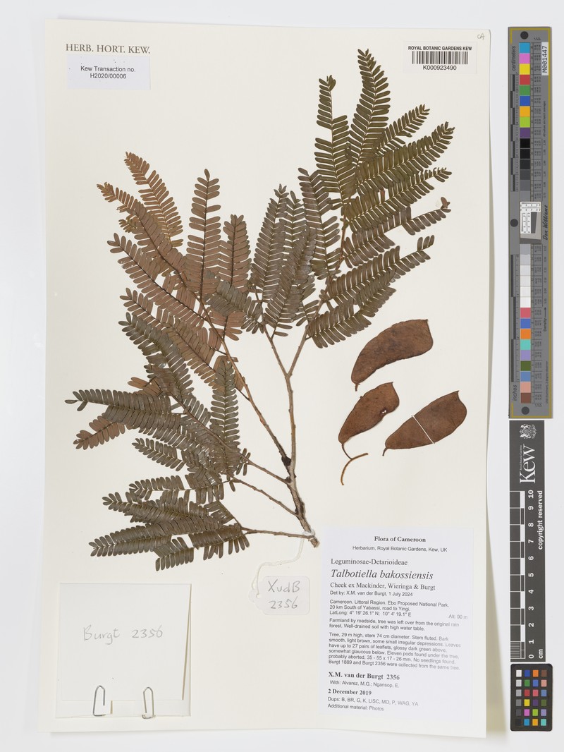 Talbotiella bakossiensis