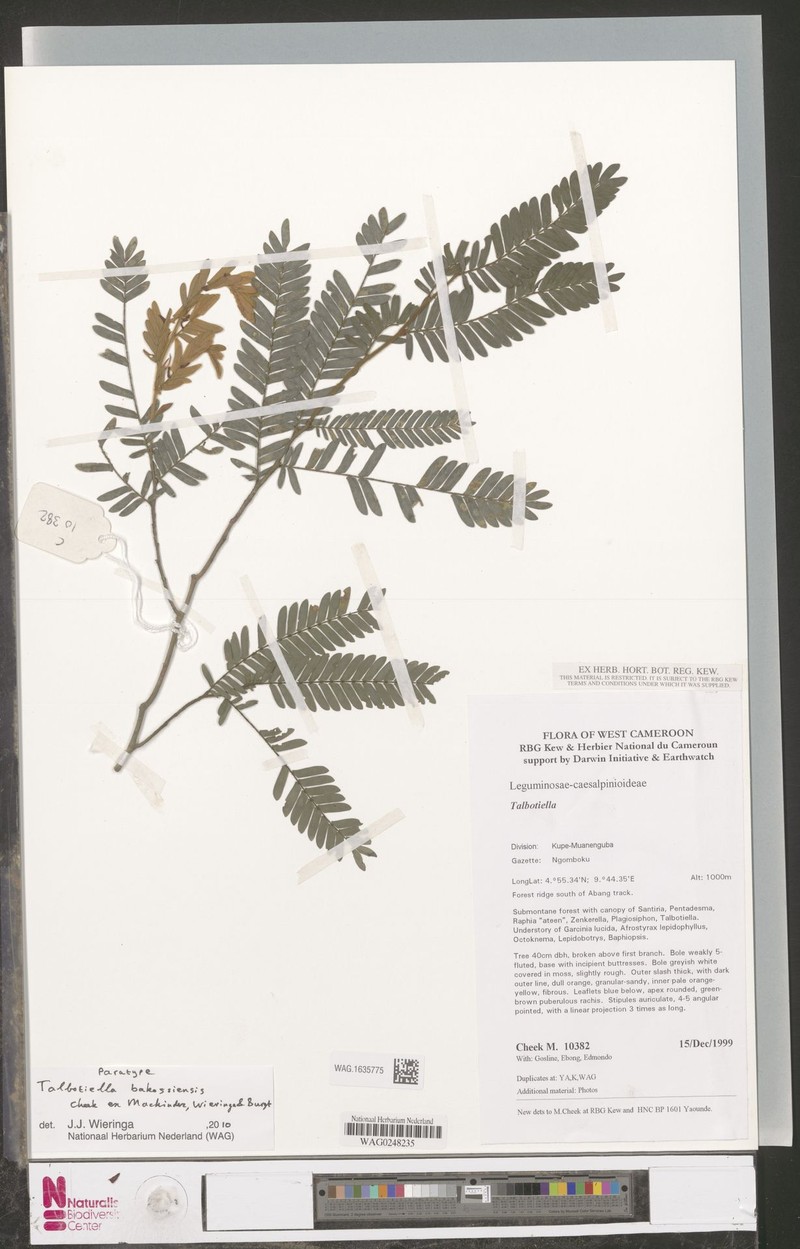 Talbotiella bakossiensis photo 2