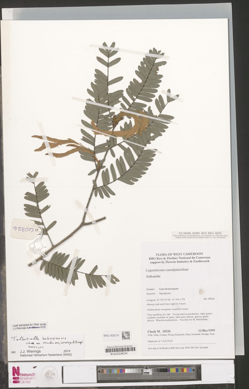 Talbotiella bakossiensis photo 3