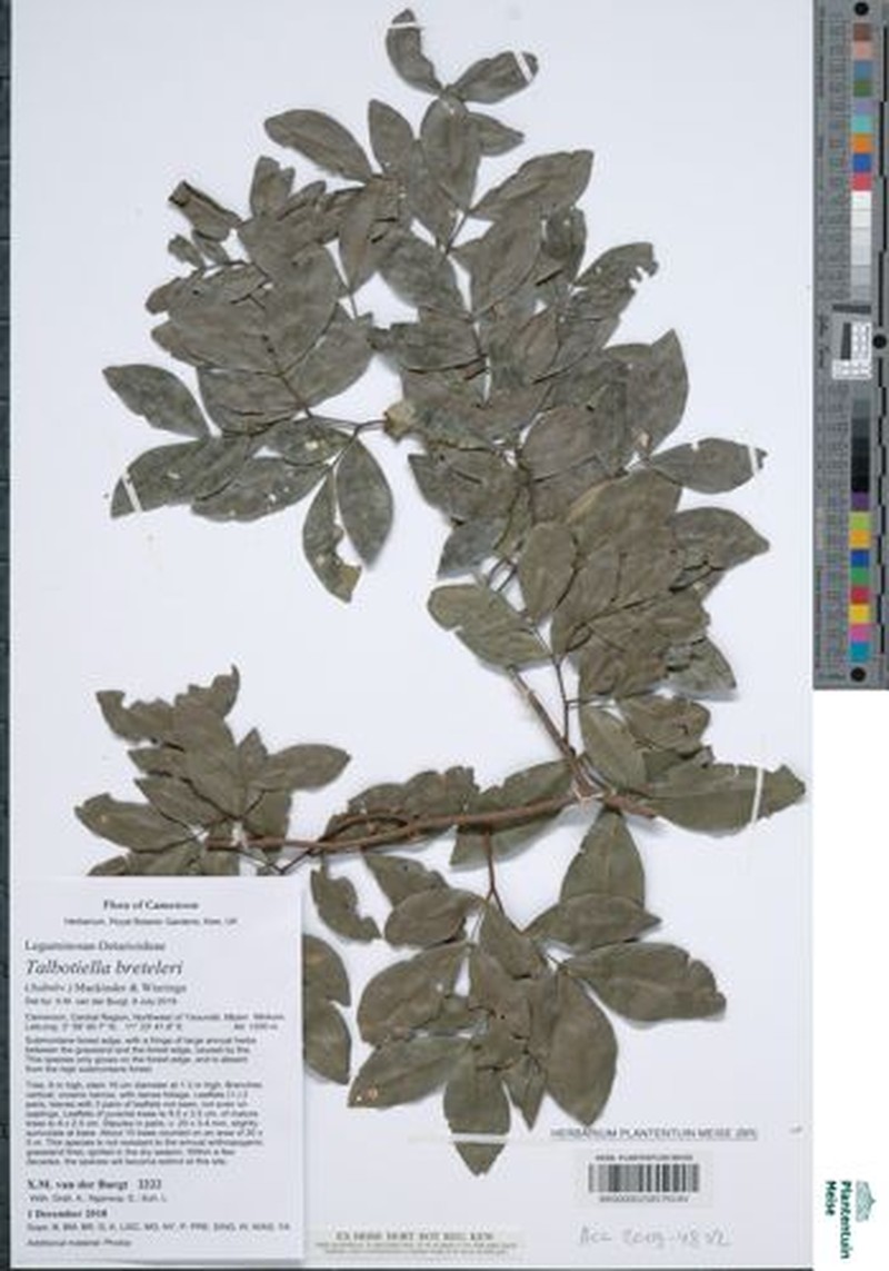 Talbotiella breteleri