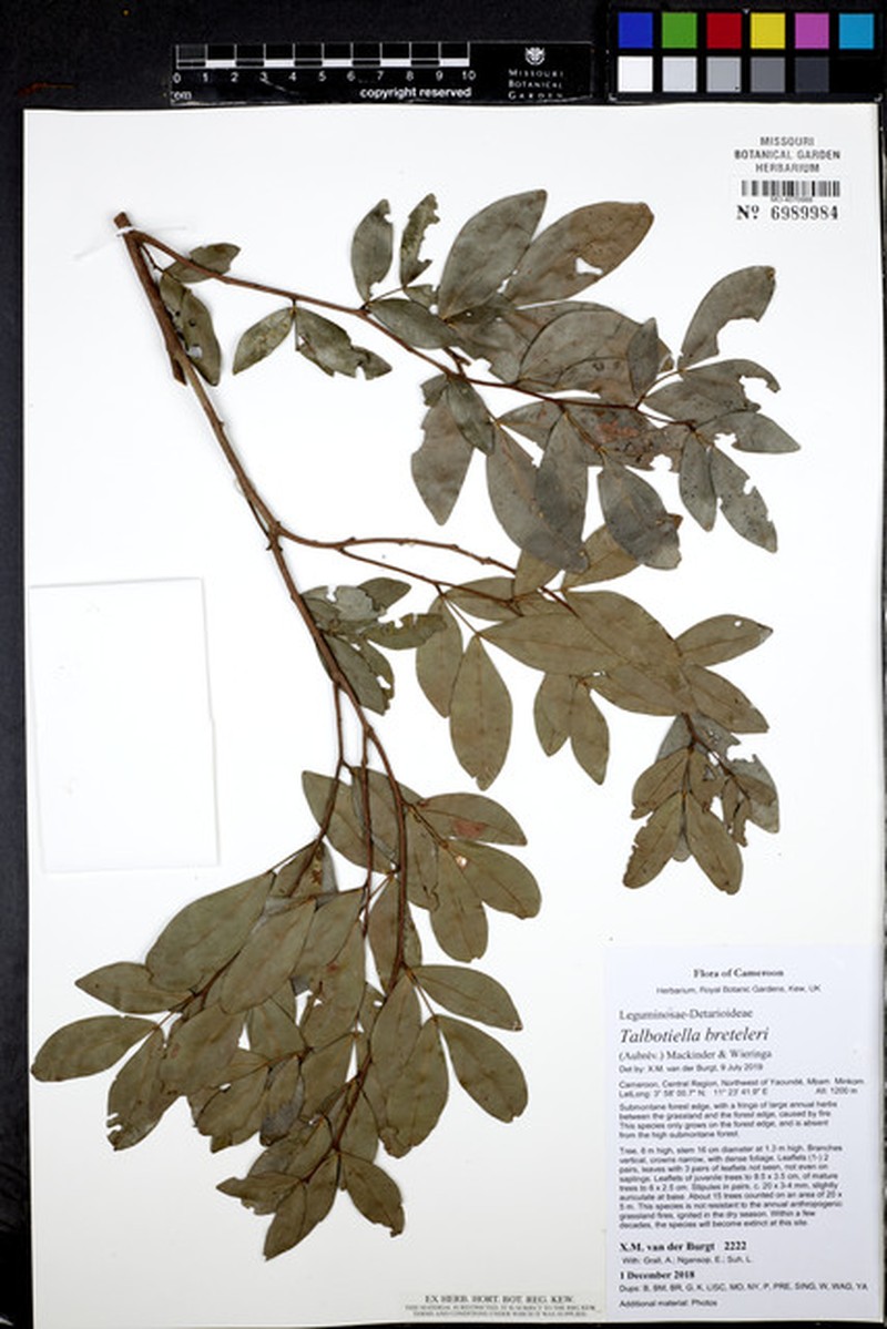 Talbotiella breteleri photo 2