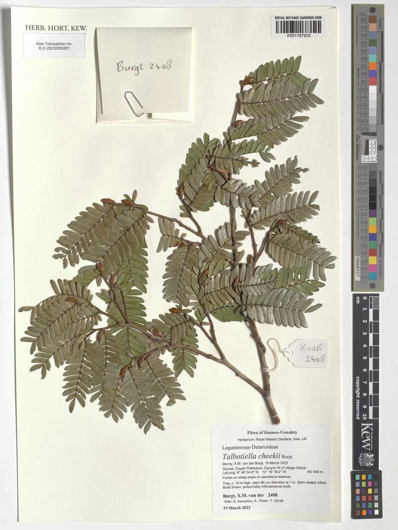 Talbotiella cheekii