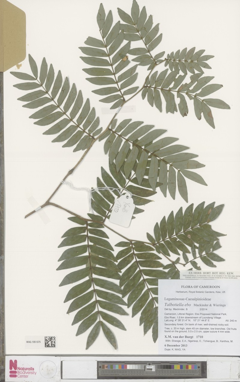 Talbotiella ebo