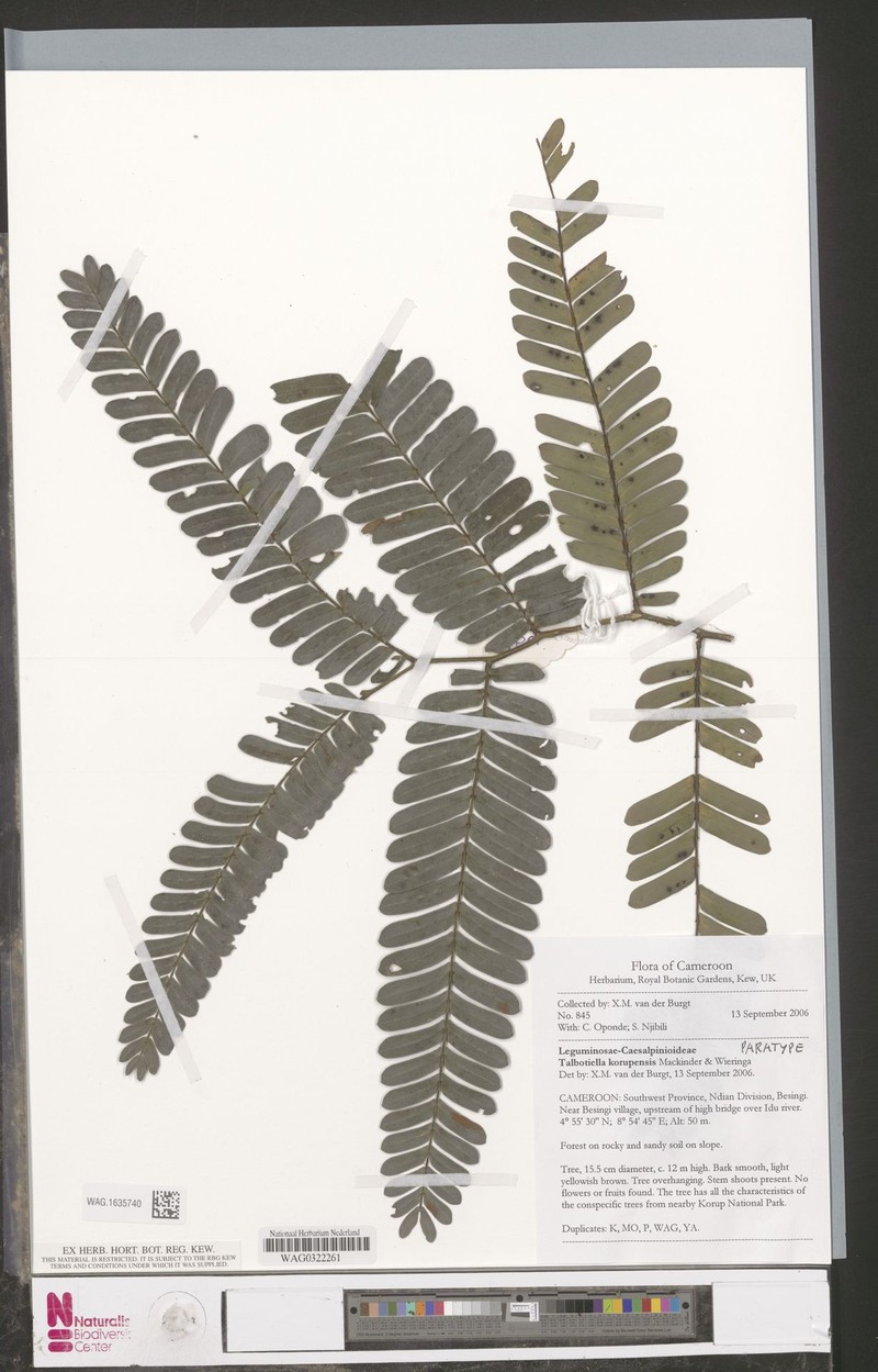 Talbotiella korupensis photo 2