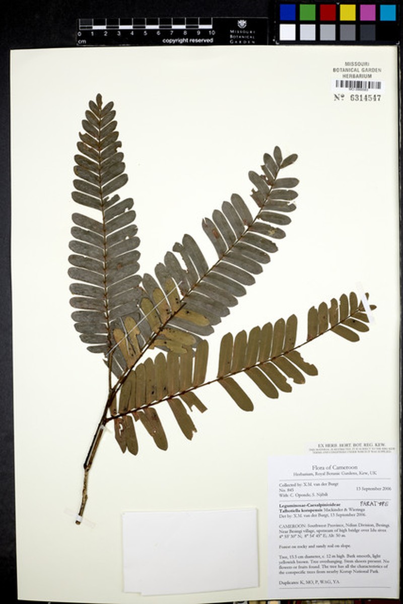 Talbotiella korupensis photo 3
