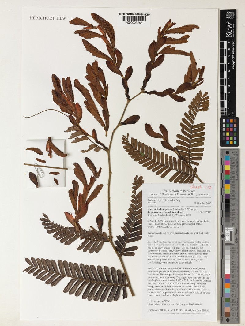 Talbotiella korupensis photo 4