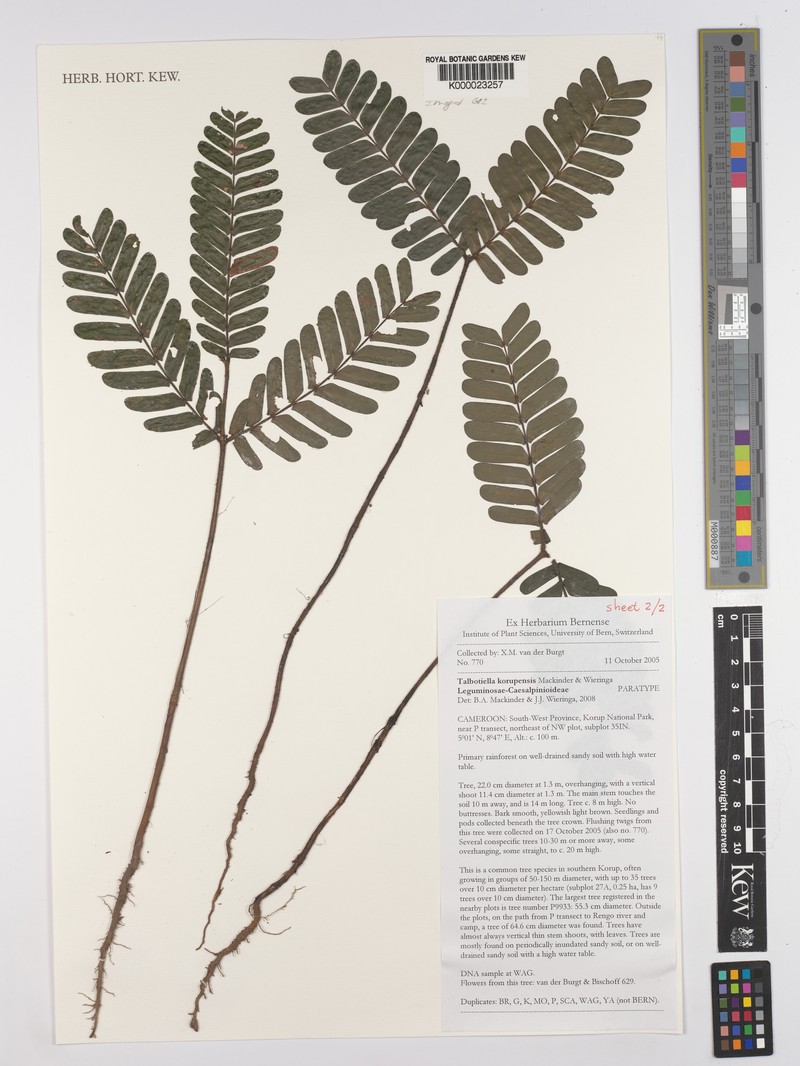 Talbotiella korupensis photo 5