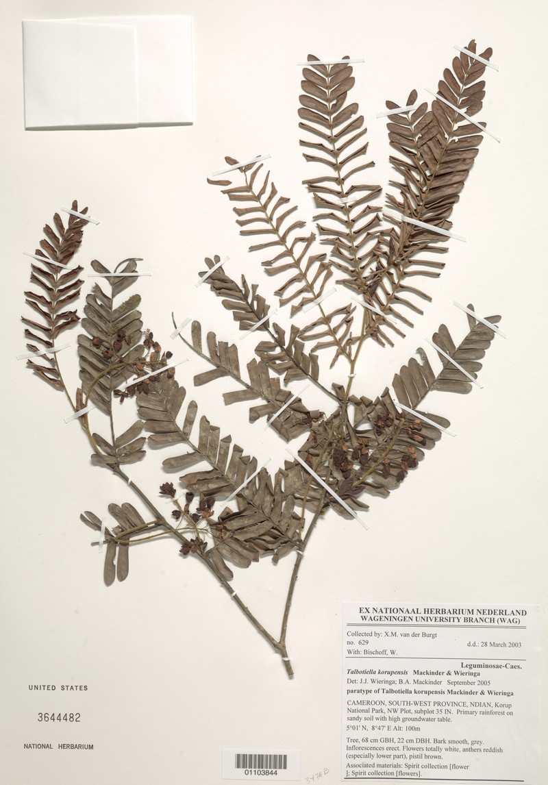 Talbotiella korupensis