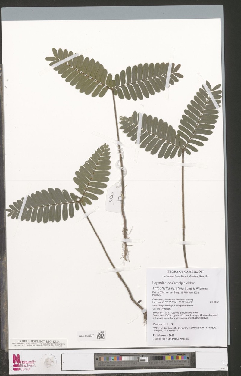 Talbotiella velutina photo 2