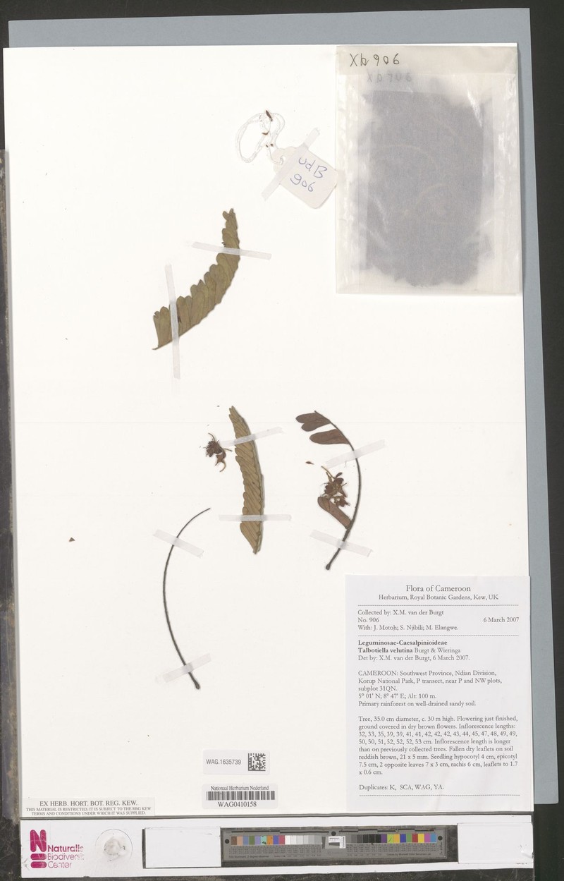 Talbotiella velutina photo 4