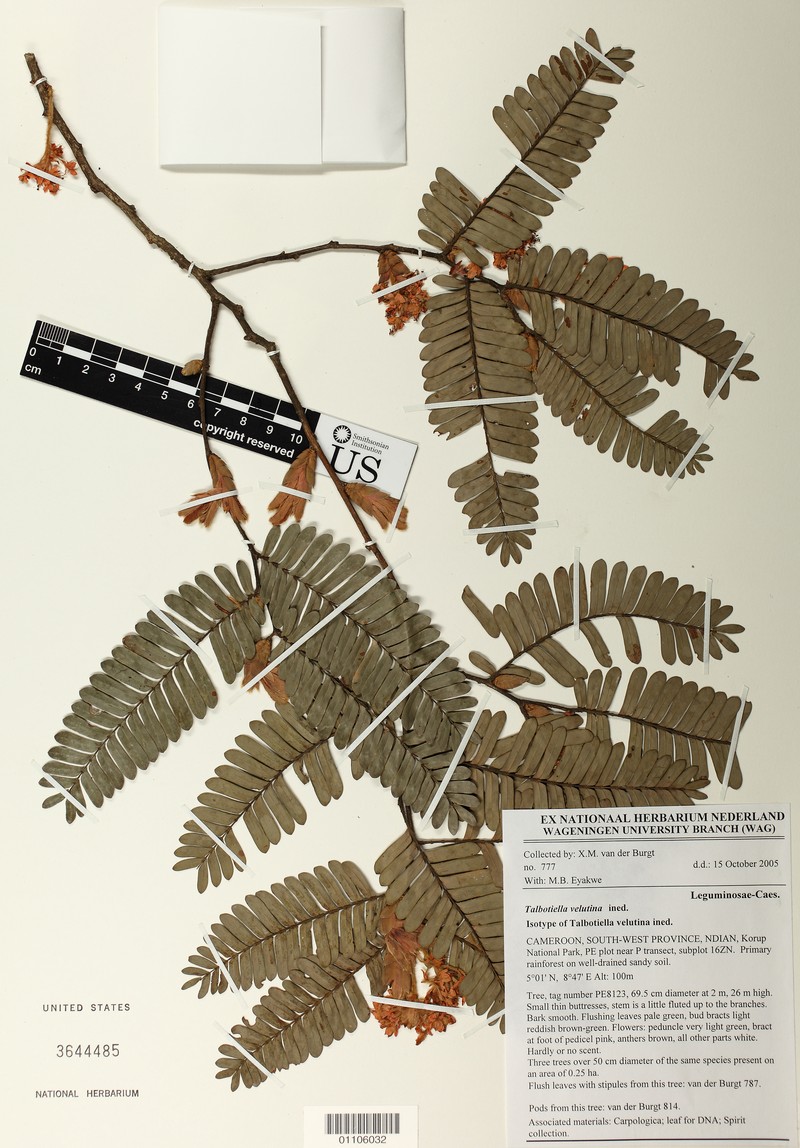 Talbotiella velutina