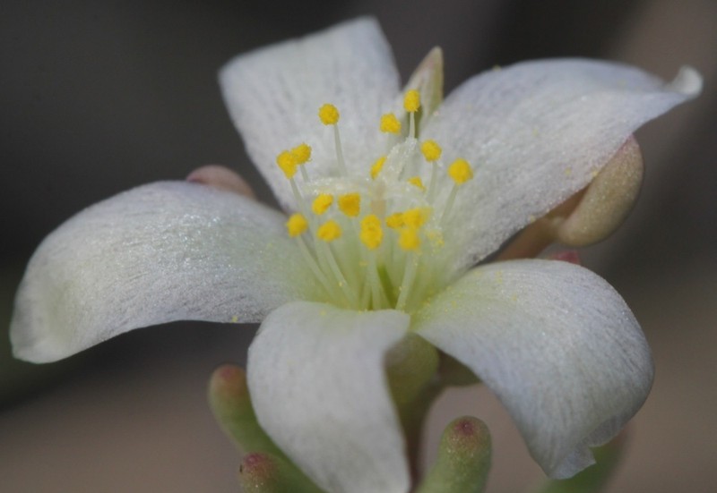 Arroyo Fameflower photo 2