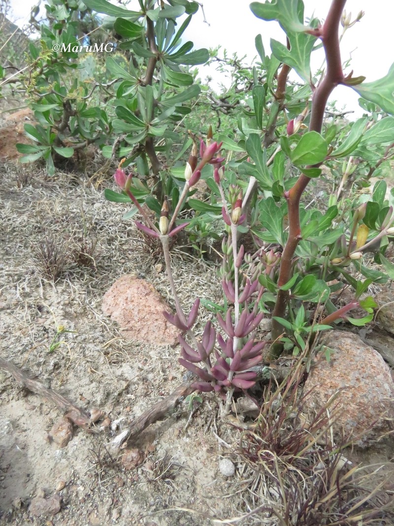 Arroyo Fameflower photo 3