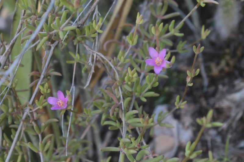 Arroyo Fameflower photo 4