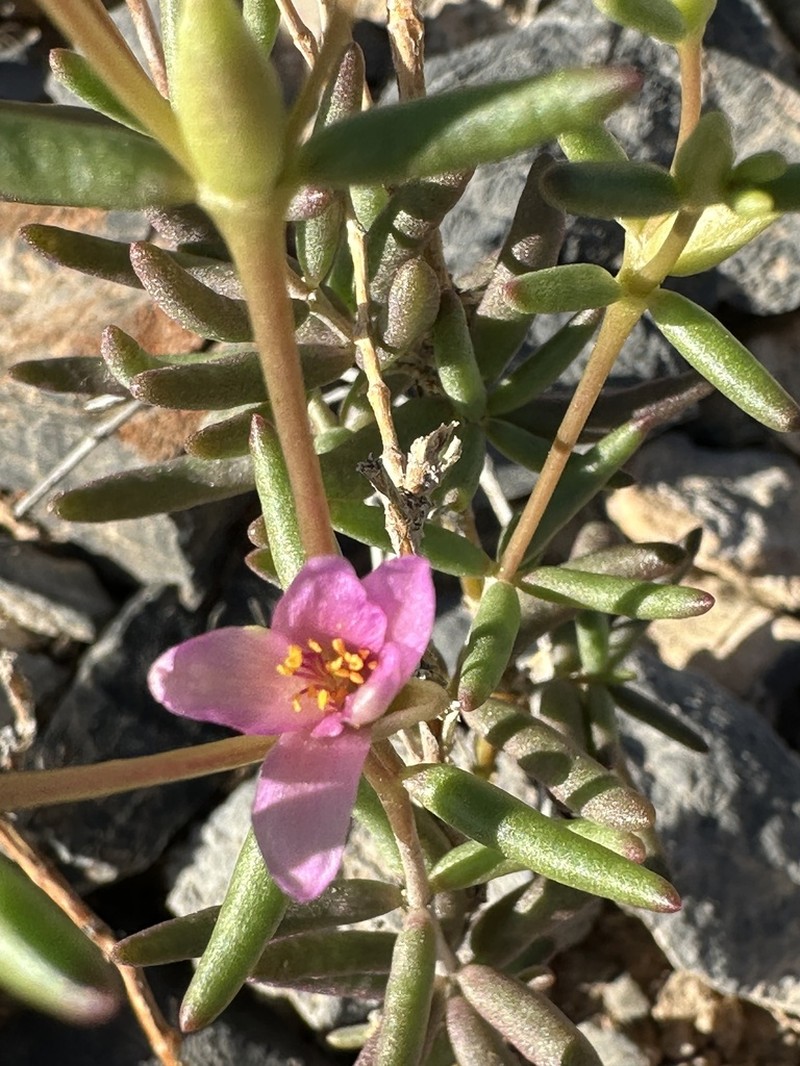 Arroyo Fameflower photo 5