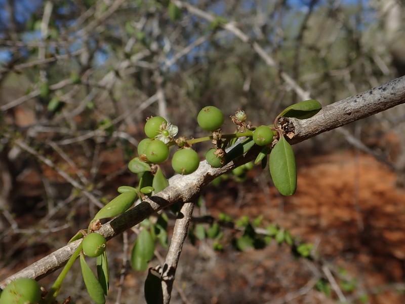 Talinum albiflorum