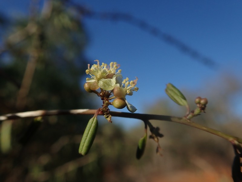 Talinum albiflorum photo 2