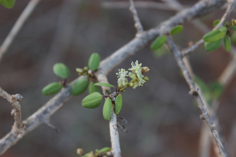 Talinum albiflorum photo 3